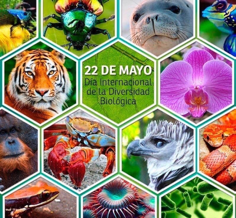 D A Internacional De La Diversidad Biol Gica De Mayo Revista Sin