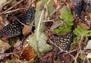 Acto de vandalismo sufre mariposario del Jardín Botánico de Xalapa 